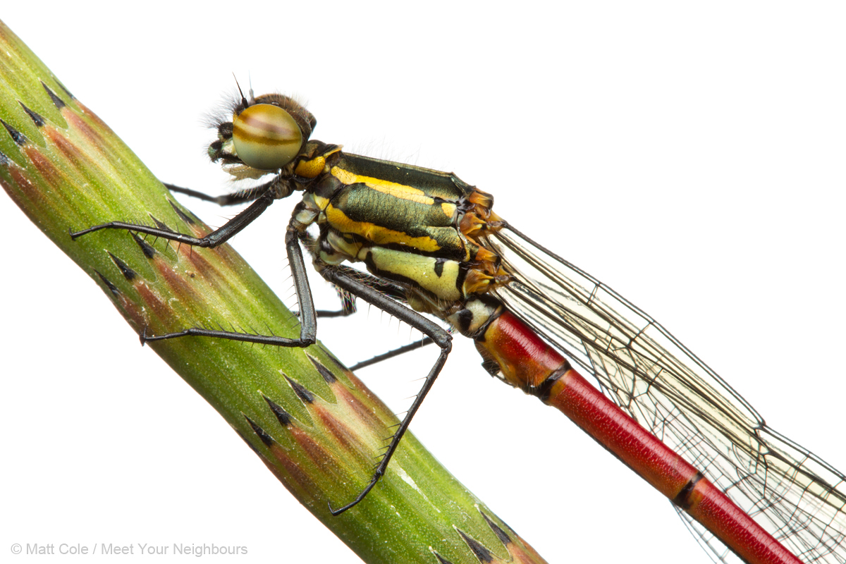 Large Red Damselfly 2